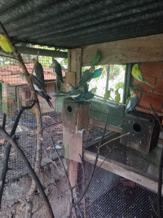 Caturras e piriquitos