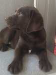 Labrador retriever