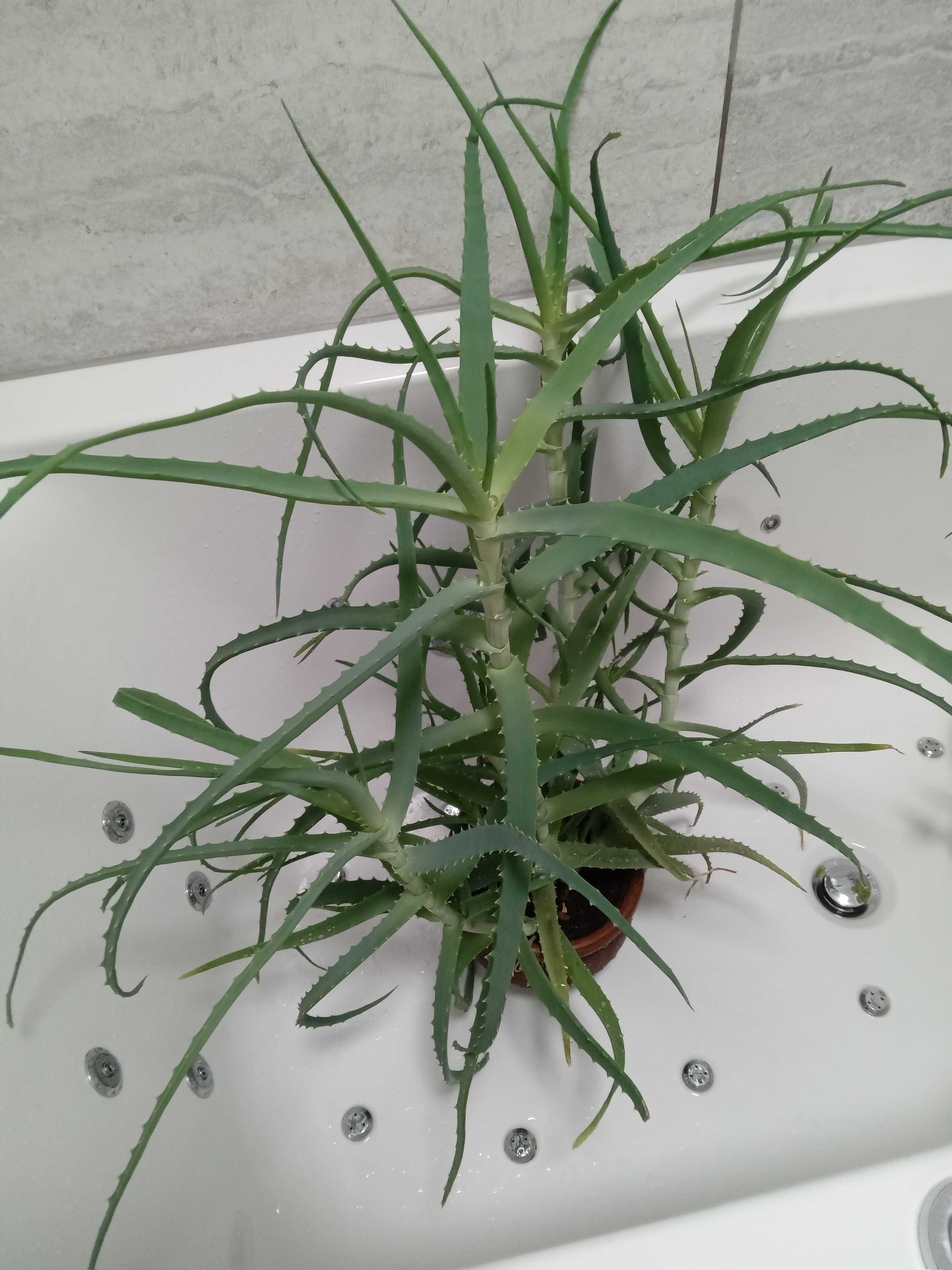 Aloes leczniczy - piękny zdrowy okaz
