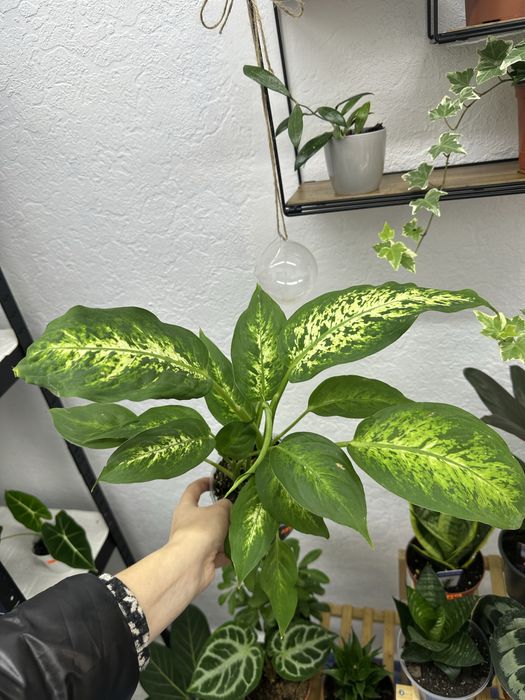 кімнатні квіти рослини