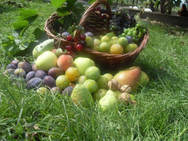 Drzewka owocowe,wisnia,jabłoń,śliwa