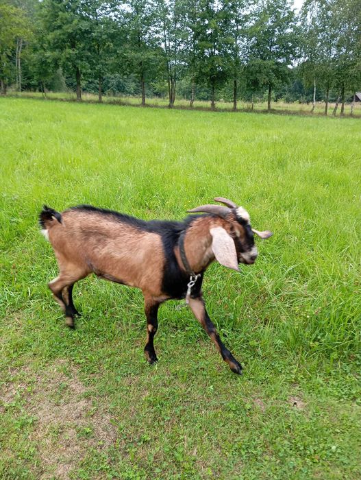 Kozioł anglonubijski
