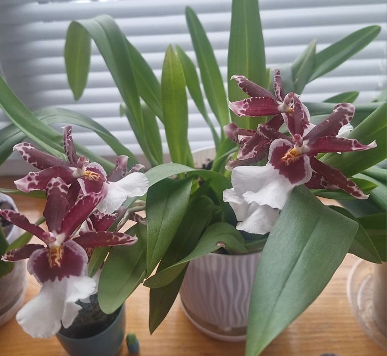 Орхідея Камбрія ароматна