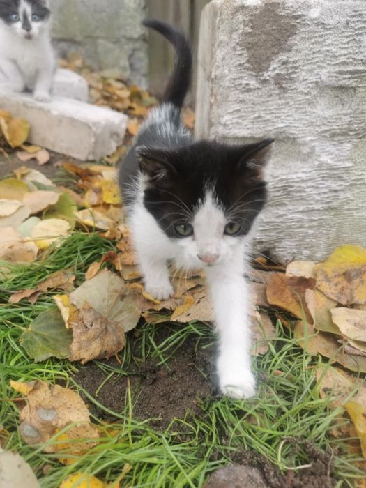 3 miesięczne kociaki