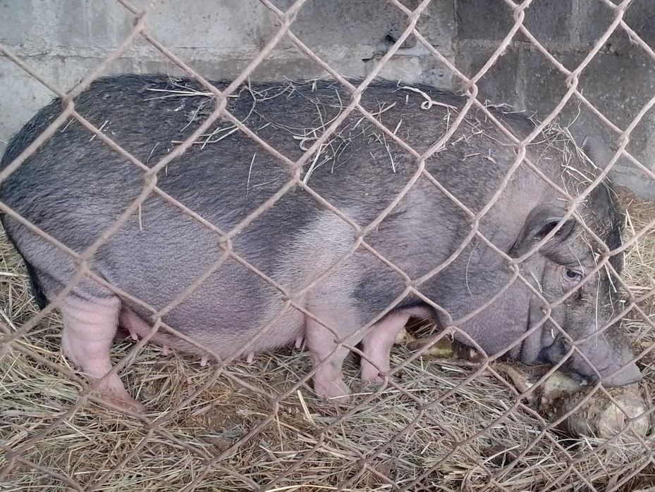 Świnki dorosłe para