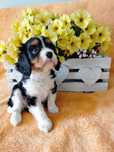 Cavalier Kinga Charles Spaniel wyjatkowy piesek tricolor