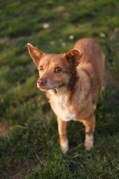 przemiła ułożona sunia szuka swojej kanapy w kochanym domu