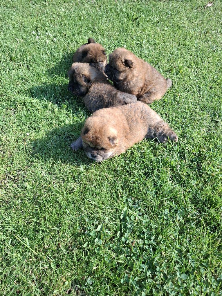 Chow chow szczeniak,gen blue.