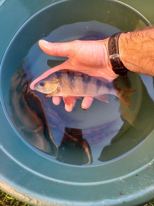 Miętus 5-9cm. Sandacz, Jesiotr, Pstrąg