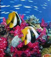 Australia's Great Barrier Reef Nurkowanie Australijska Rafa Koralowa