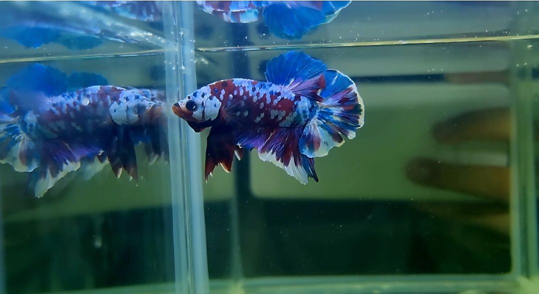 Bojownik HMPK multicolor