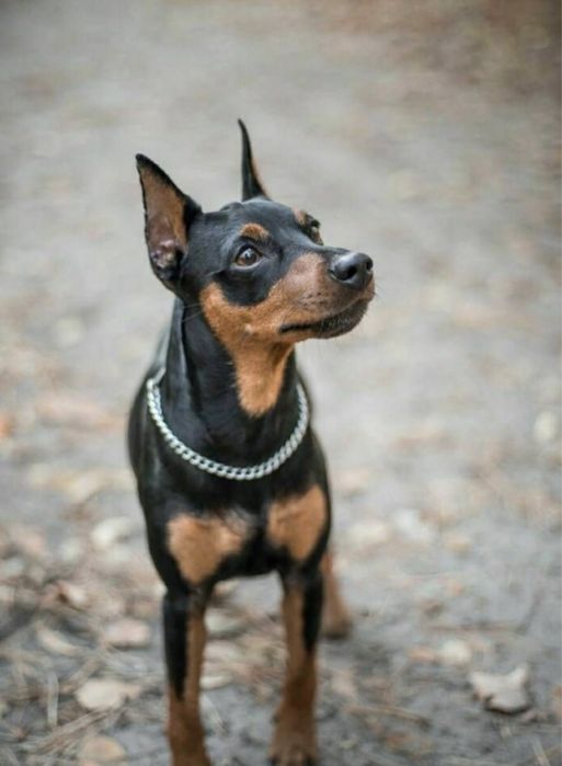 Цвергпінчер міні доберман