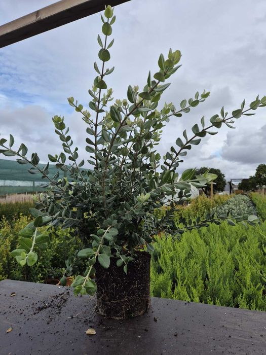 Metrosideros excelsus V5L (60-80)