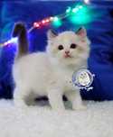 Kocurek Ragdoll seal bicolor po Junior Winnerze, rodowód FPL