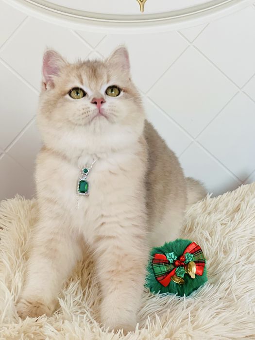 Британська золота шиншилла