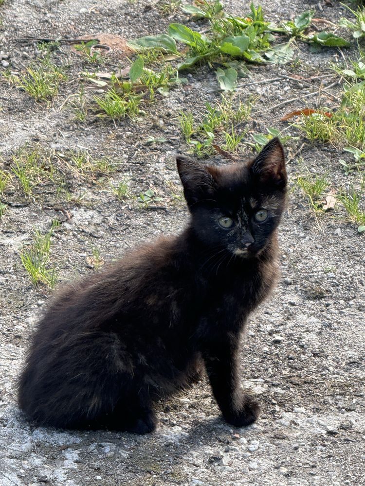 Kotki do oddania za darmo
