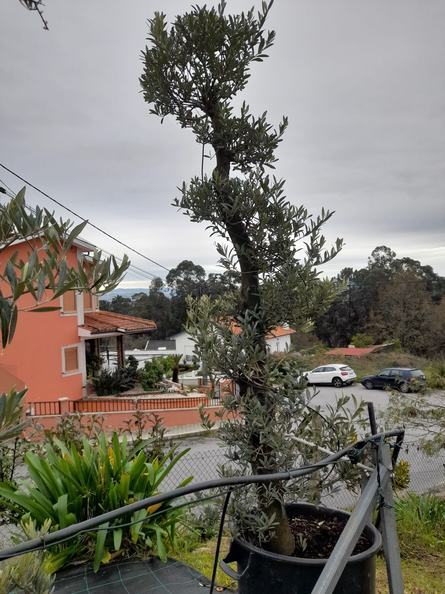 Todo o tipo de fruteiras plantas e arvores de jardim