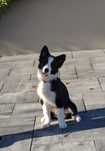 Border collie piesek Zorro z metryką ZKwP