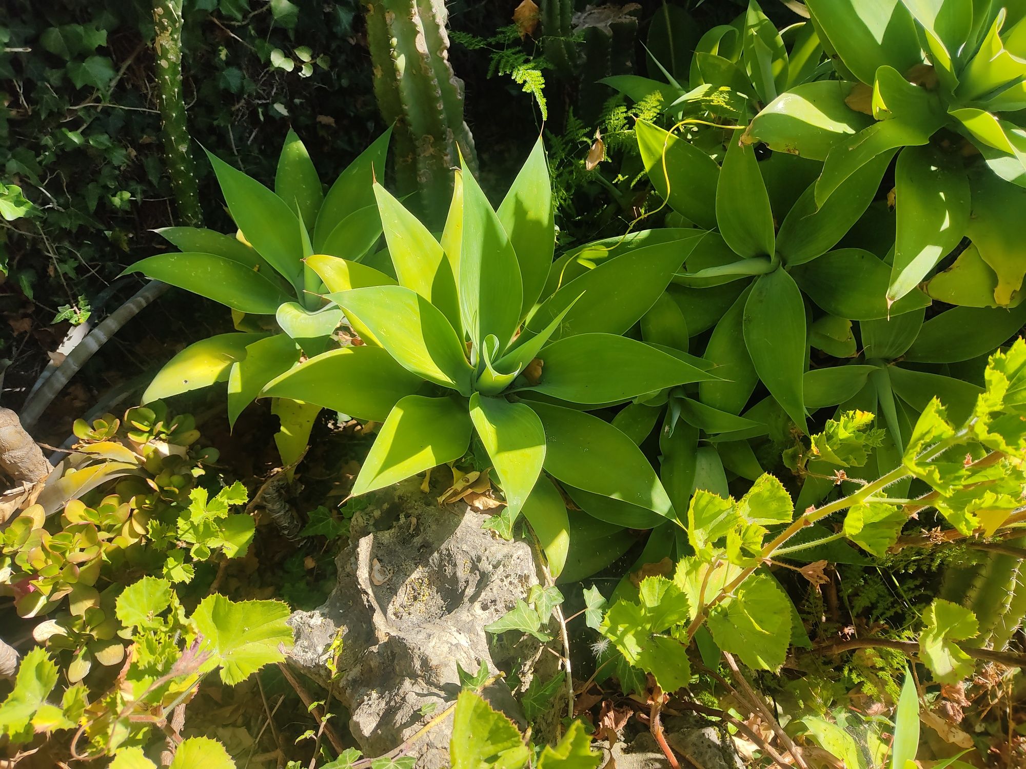 Planta de Madeira também conhecida como Agave Dragão