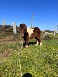 Pónei shetland malhado