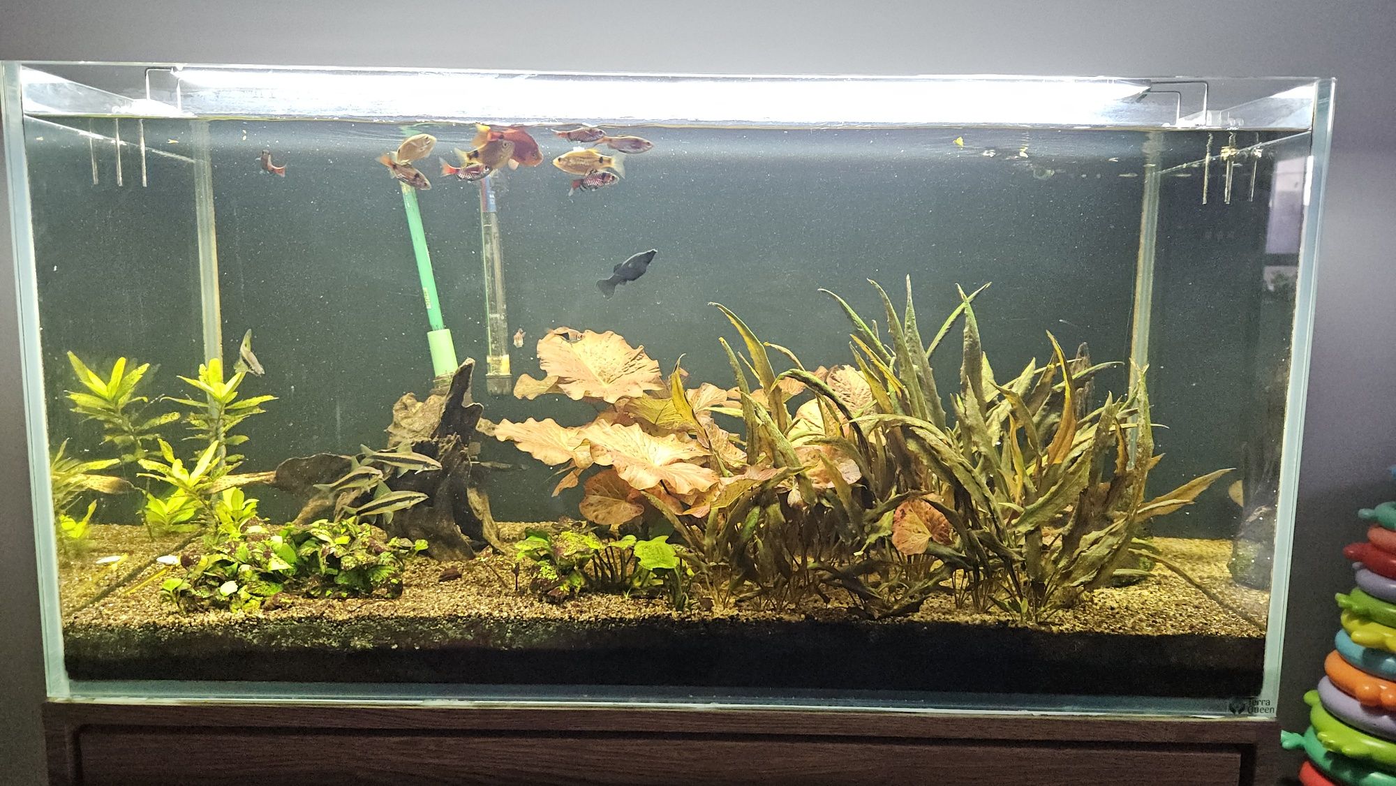 Akwarium 200 L Optiwhite 1cm +mocna szafka + życie