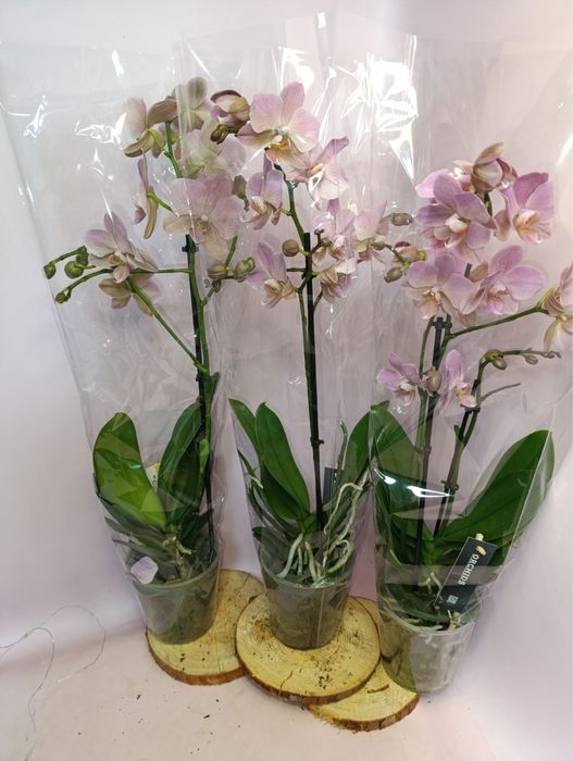 Цимбідіум,орхідеї