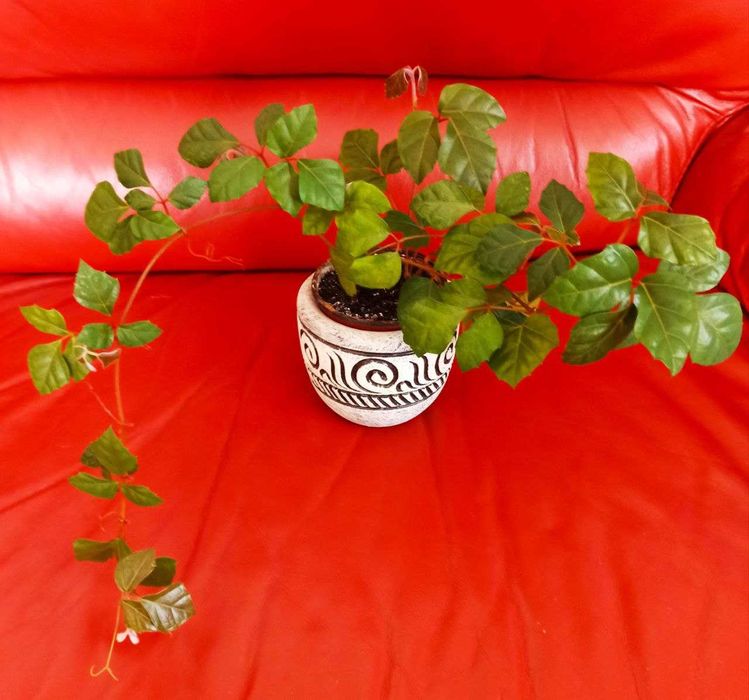 Кімнатна рослина циссус та сансевієрія