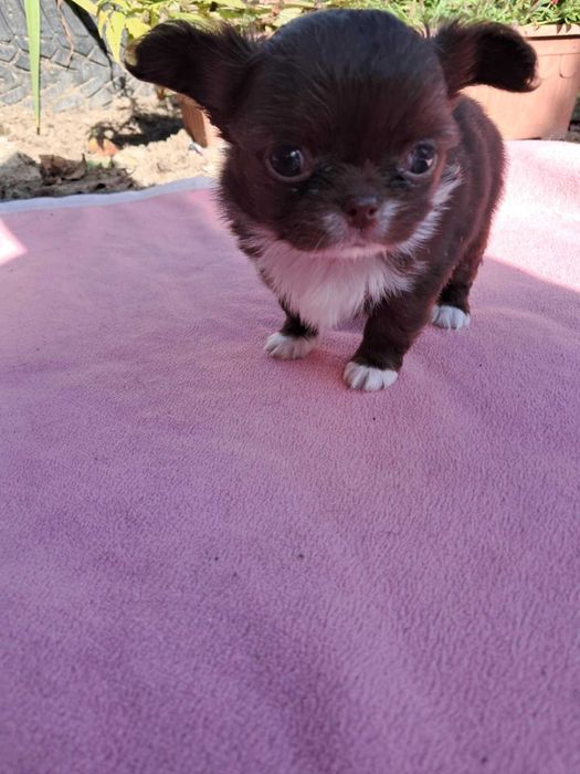 Chihuahua  dlugowłosa