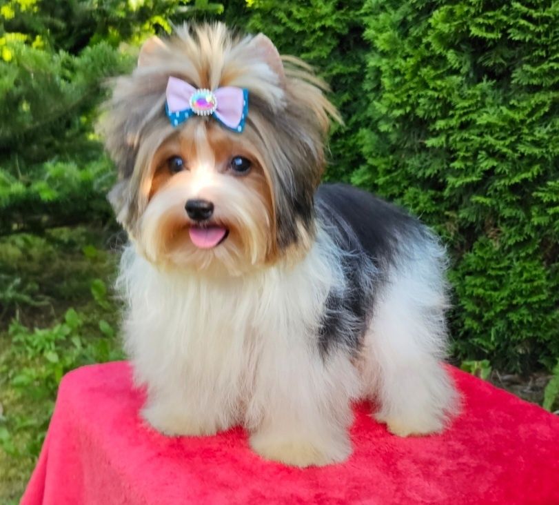 Wyjątkowy śliczny drobnej budo piesek Biewer Terrier