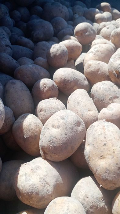 Ziemniaki denar sprzedam