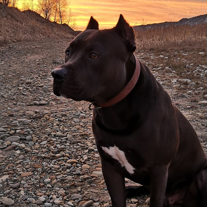 Пітбуль в'язка. АПБТ. Американський пітбультерєр