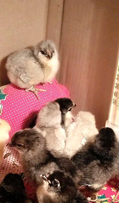 Инкубационное яйцо Амераукана.