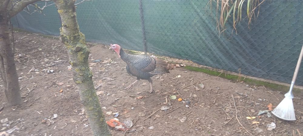 Sprzedam lub zamienię