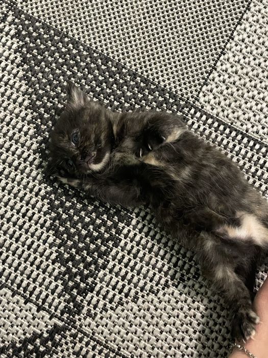 Отдаю котят ,1 месяц обе девочки