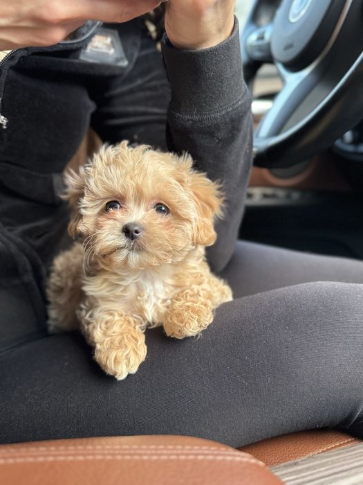 Кукольная девочка мальтипу ф1 беби фейс карамельного окраса