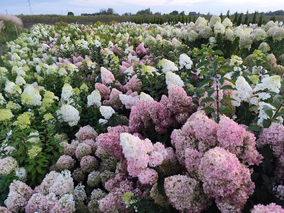 Hortensje bukietowe i krzewiaste