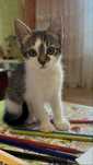 Кошеня киця котик