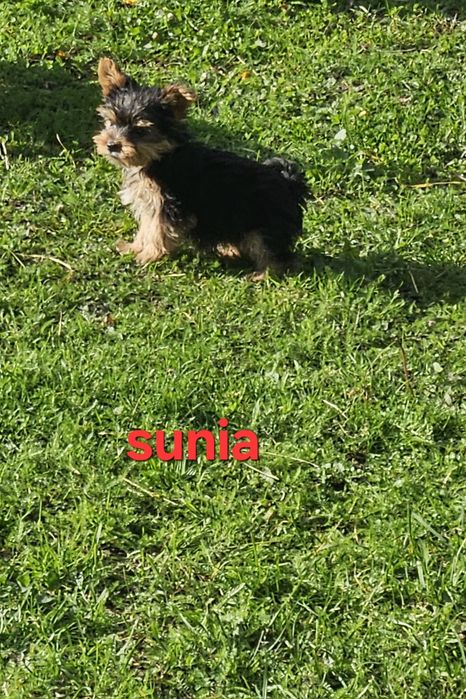 Sunia york z Rodowodem do odbioru