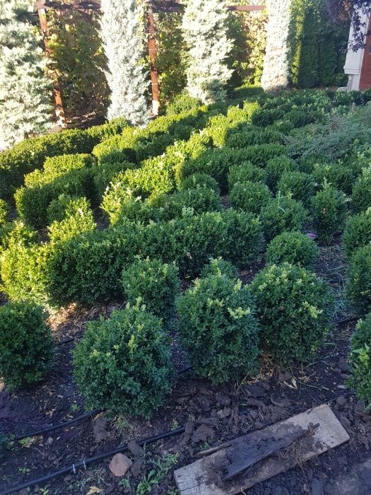 Самшит вечнозелёный 25-30см