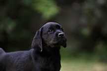 Elitarny piesek Labrador Retriever!