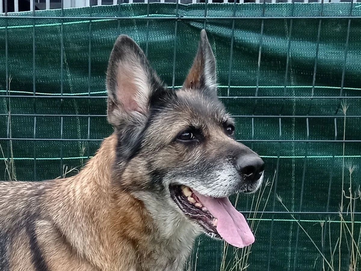 Lara w typie Owczarka niemieckiego do adopcji!
