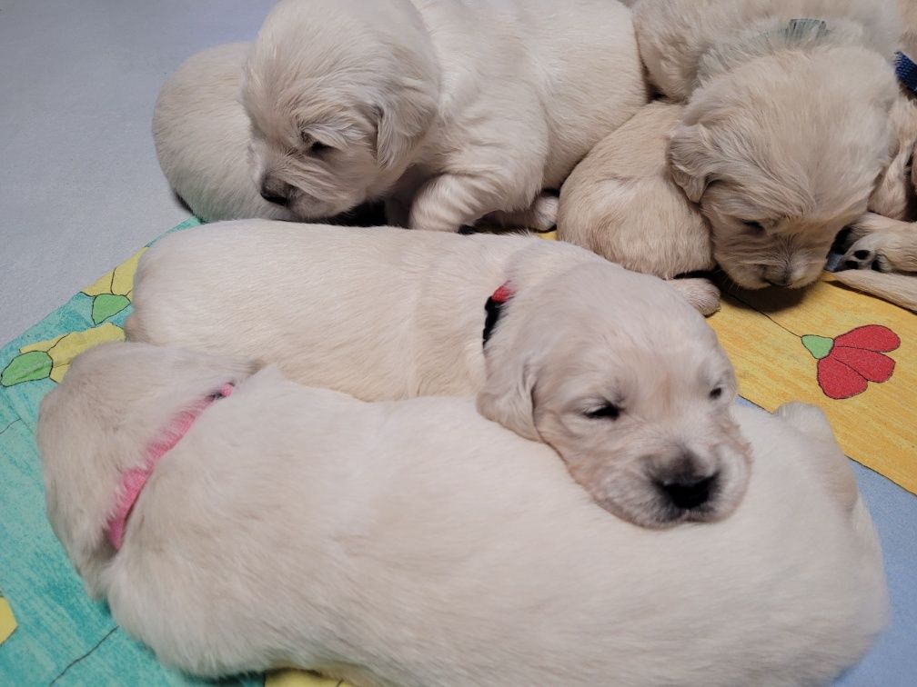 Golden retriever