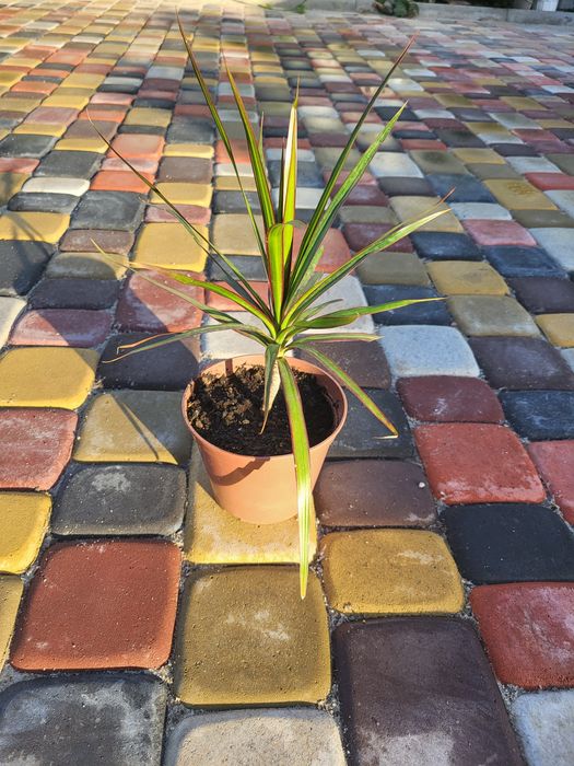 Драцена Маргіната