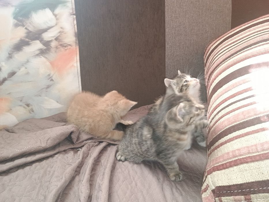 Oddam kotki w dobre rece