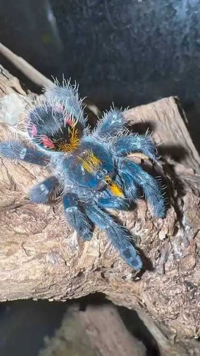 Aphonopelma mooreae  |  Czytaj Opis