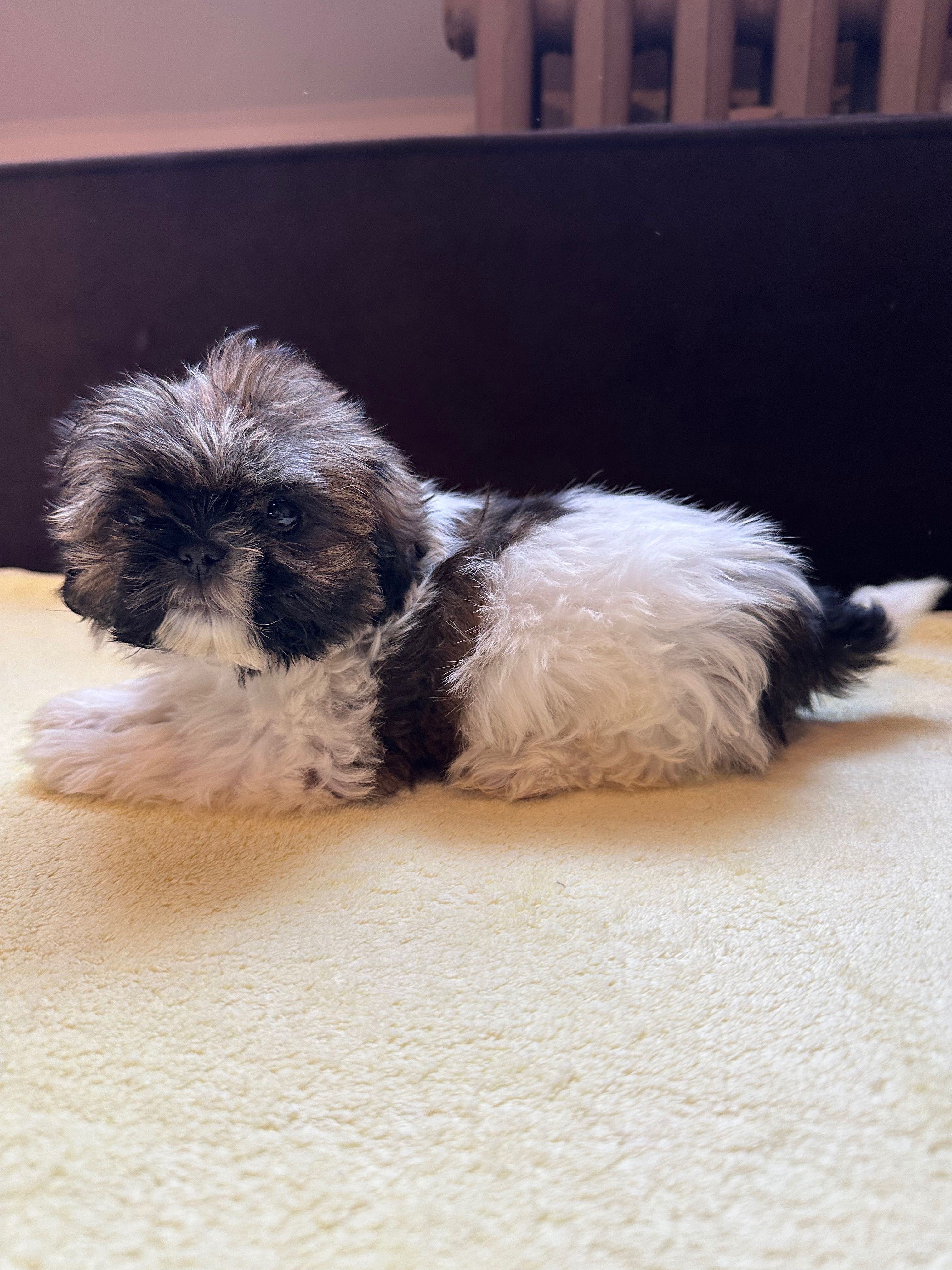 Szczeniak shihtzu