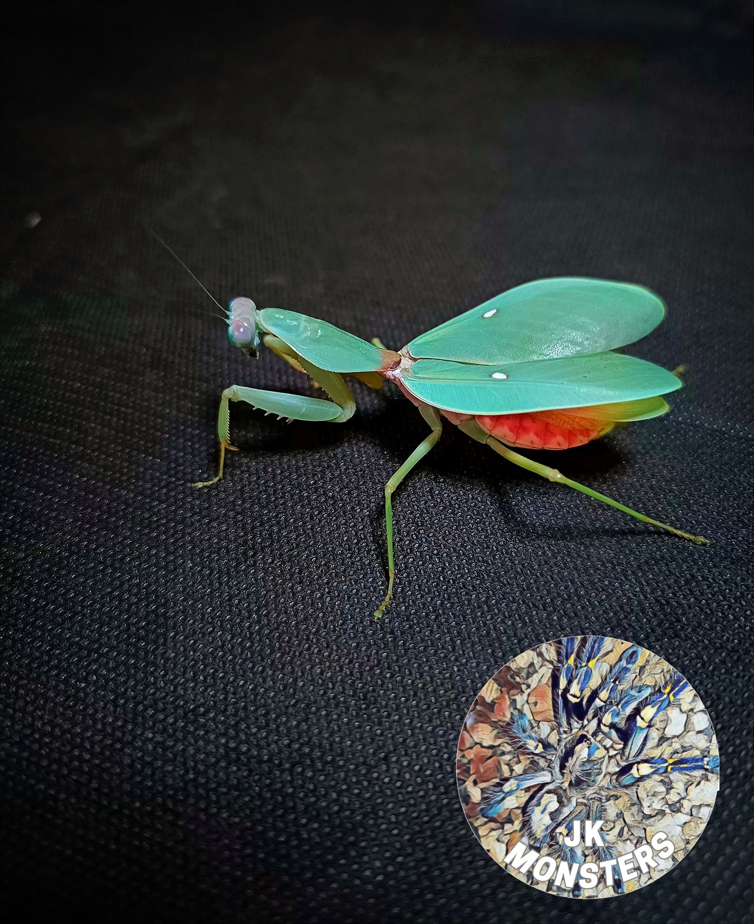 Modliszka Rhombodera stalli+gratisy