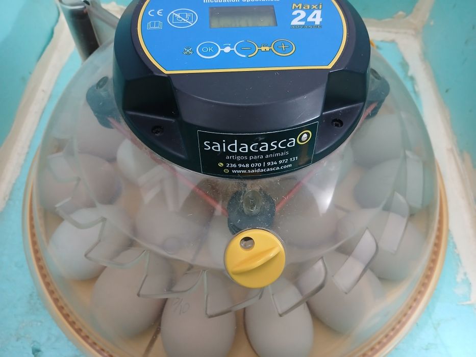 Chocadeira e placa de aquecimento