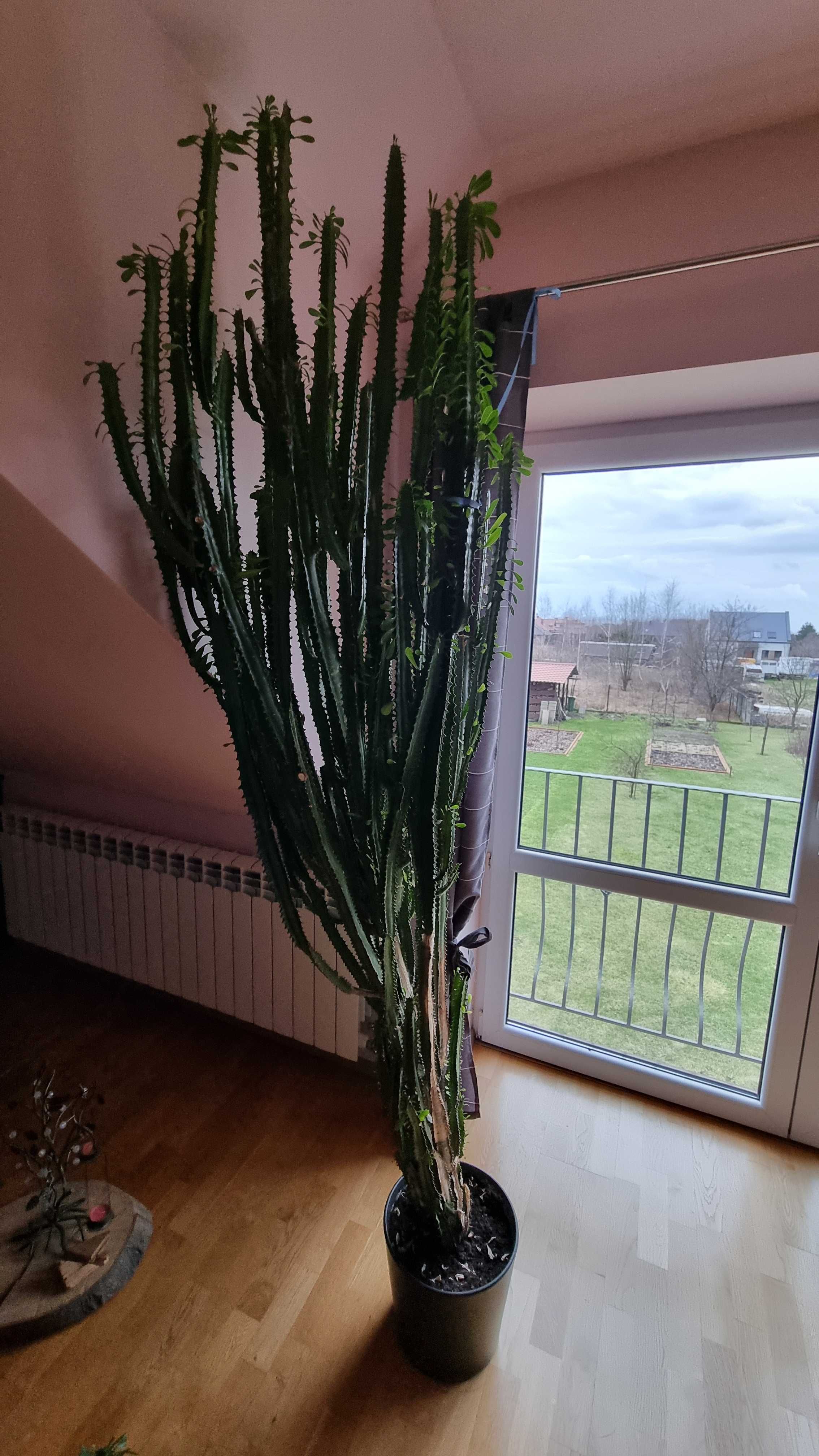 Wilkomlecz trójżebrowy ponad 2m