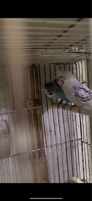 Casal de periquitos de poupa femea a meter ovos